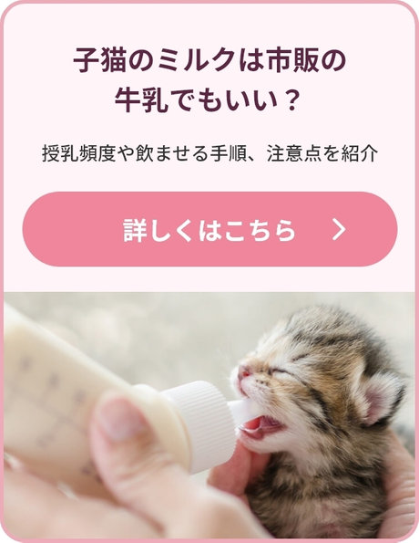 子猫のミルクは市販の牛乳でもいい？ 授乳頻度や飲ませる手順、注意点を紹介 詳しくはこちら