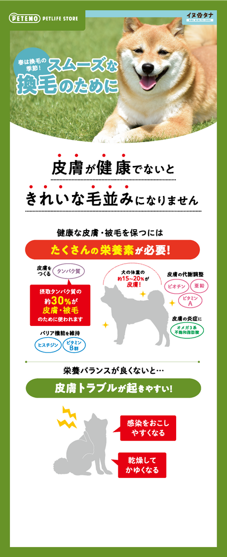 春は換毛の季節！ スムーズな換毛のために 皮膚が健康でないときれいな毛並みになりません 健康な皮膚・被毛を保つにはたくさんの栄養素が必要！ 犬の体重の約15～20%が皮膚！ 皮膚をつくるタンパク質 接種タンパク質の約30%が皮膚・被毛のために使われます バリア機能を維持するヒスチジン・ビタミンB群 皮膚の代謝調整をするビオチン・亜鉛・ビタミンA群 皮膚の炎症にオメガ3系・不飽和脂肪酸 栄養バランスが良くないと…皮膚トラブルが起きやすい！ 感染をおこしやすくなる 乾燥してかゆくなる