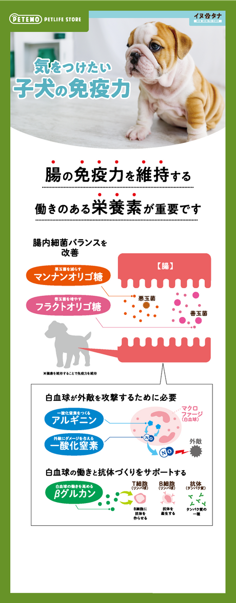 気をつけたい子犬の免疫力 腸の免疫力を維持する働きのある栄養素が重要です 腸内細菌バランスを改善 悪玉菌を減らすマンナンオリゴ糖 善玉菌を増やすフラクトオリゴ糖 ※健康を維持することで免疫力を維持 白血球が外敵を攻撃するために必要 一酸化窒素をつくるアルギニン 外敵にダメージを与える一酸化窒素 白血球の働きと抗体づくりをサポートする 白血球の働きを高めるβグルカン T細胞(リンパ球) B細胞に抗体を作らせる B細胞(リンパ球) 抗体を産生する 抗体(タンパク質) タンパク質の一種