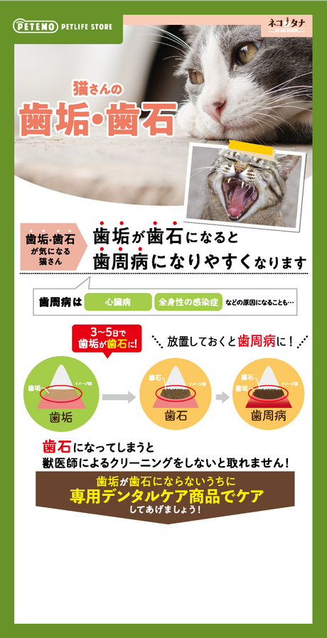 猫さんの歯垢・歯石 歯垢・歯石が気になる猫さん 歯垢が歯石になると歯周病になりやすくなります 歯周病は心臓病・全身性の感染症などの原因になることも… 3～5日で歯垢が歯石に！ 放置しておくと歯周病に！ 歯石になってしまうと獣医師によるクリーニングをしないと取れません！ 歯垢が歯石にならないうちに専用デンタルケア商品でケアしてあげましょう！